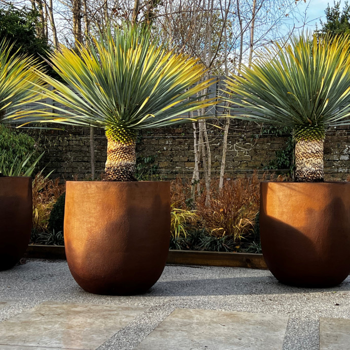 Quercus Design 1
