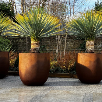 Quercus Design 1